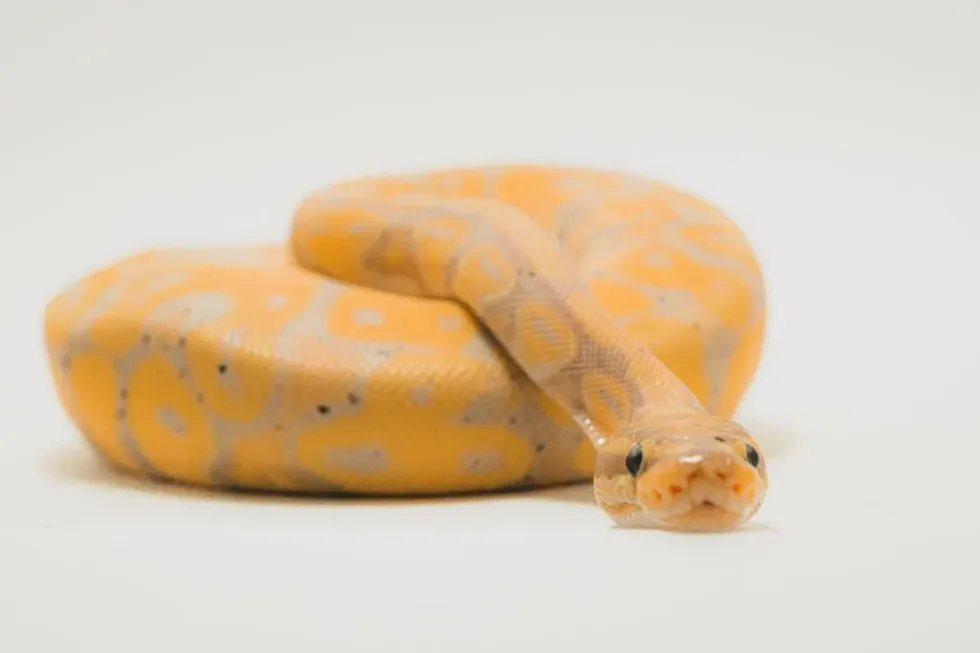 A cute yellow and brown snake