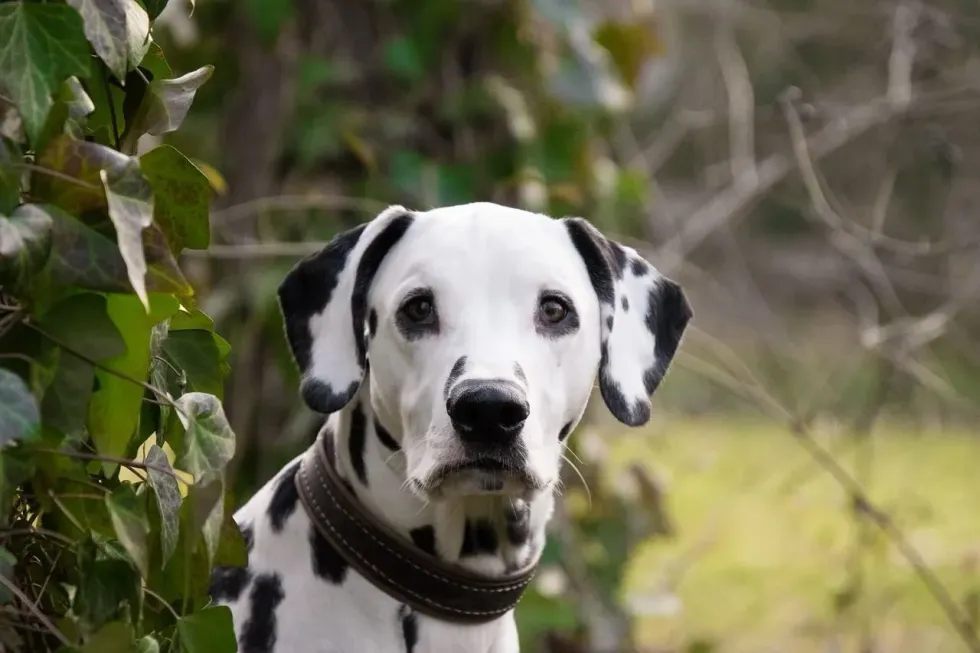 A Dalmatian dog looking curiously at camera