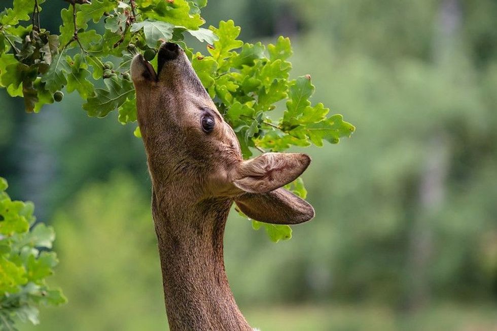A deer stretching out to eat acorns from a tree branch.