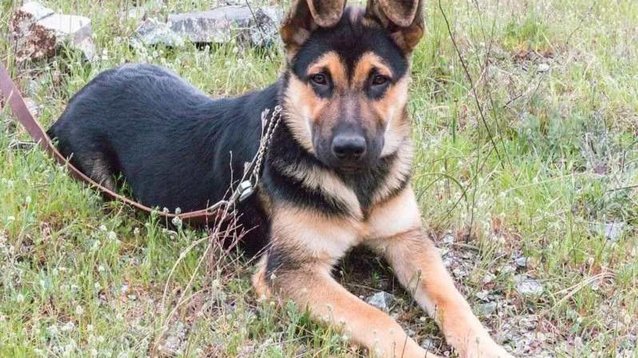 A designer dog from two popular breeds, check out German Shepherd Rottweiler mix facts here.