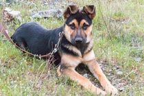 A designer dog from two popular breeds, check out German Shepherd Rottweiler mix facts here.