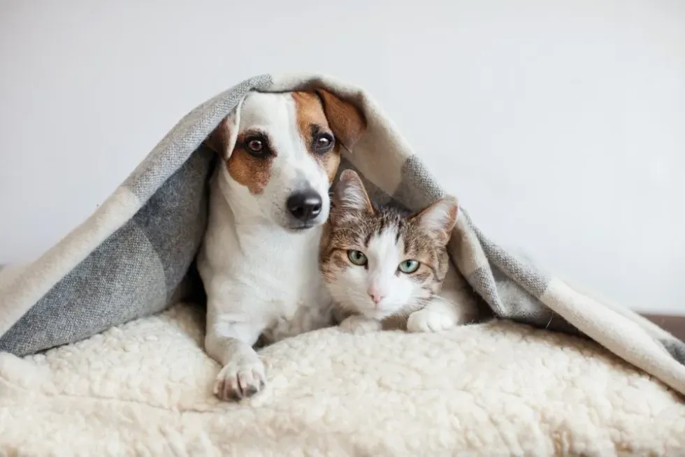 A dog and cat chilling under the blanket