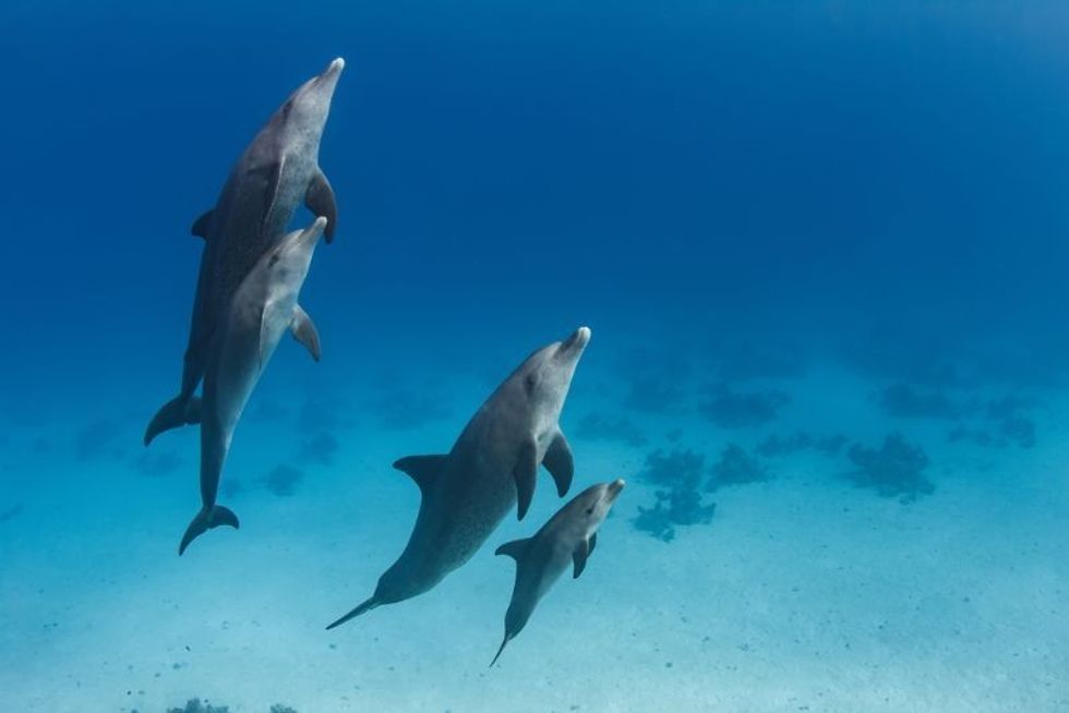 A dolphins family pod