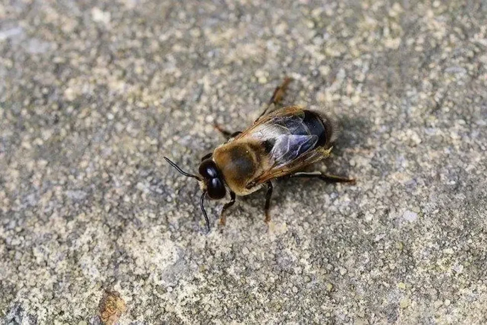A drone honey bee dies immediately after mating.