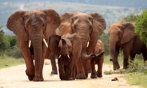 How Much Does A Baby Elephant Weigh: Fun Baby Animal Facts Kidadl