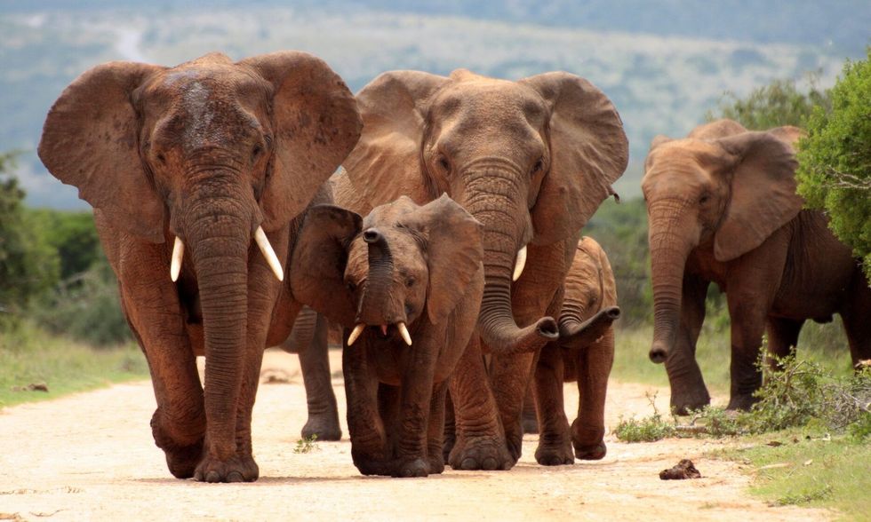 A family herd of elephants walking.