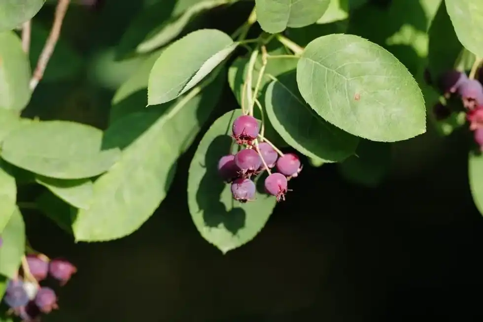A famous and widely known downy serviceberry tree fact is this tree generally blooms in March and April depending on the location it's being planted.
