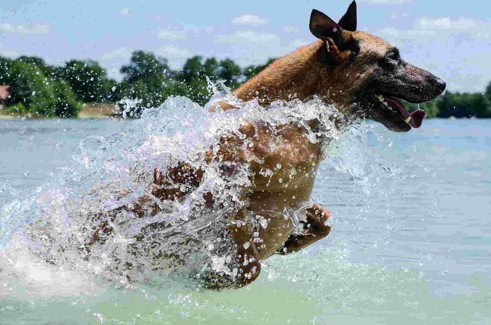A famous Belgian Malinois colors fact is their colors start showing once they grow out of the puppy phase.