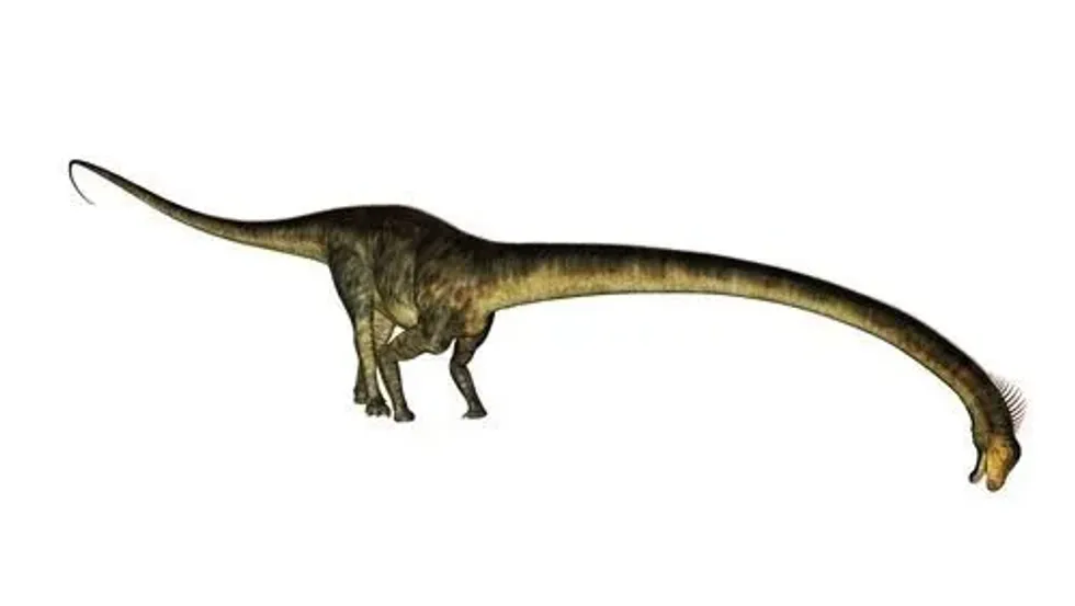 A famous fact about the Barosaurus is it had hind legs and a defined bone structure which cast the Barosaurus apart from other dinosaurs.