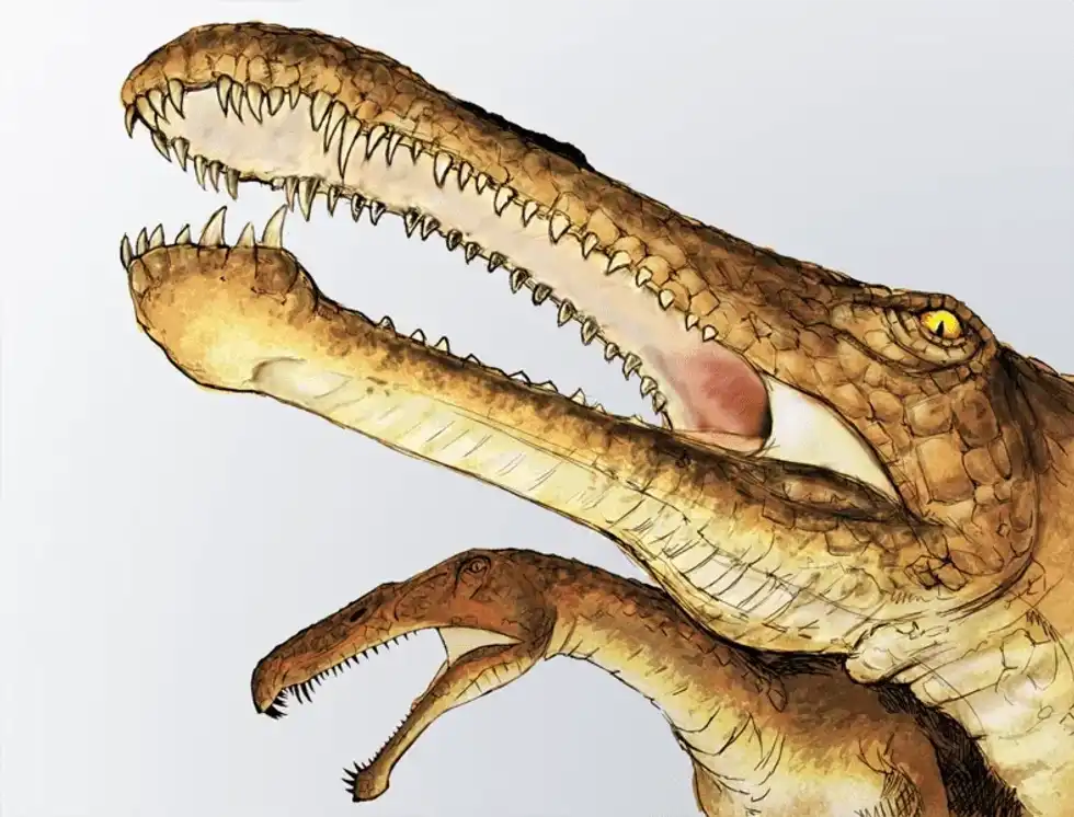 A famous fact about the Irritator is it had a distinguished snout tip.