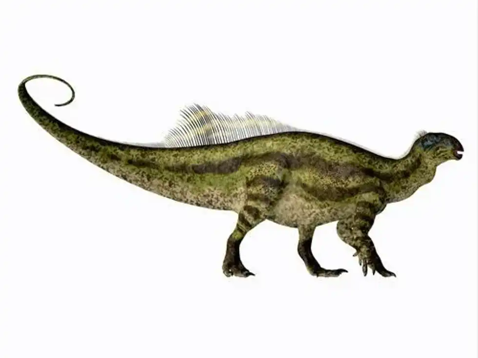 A famous Tenontosaurus fact is this dinosaur had a very long tail.