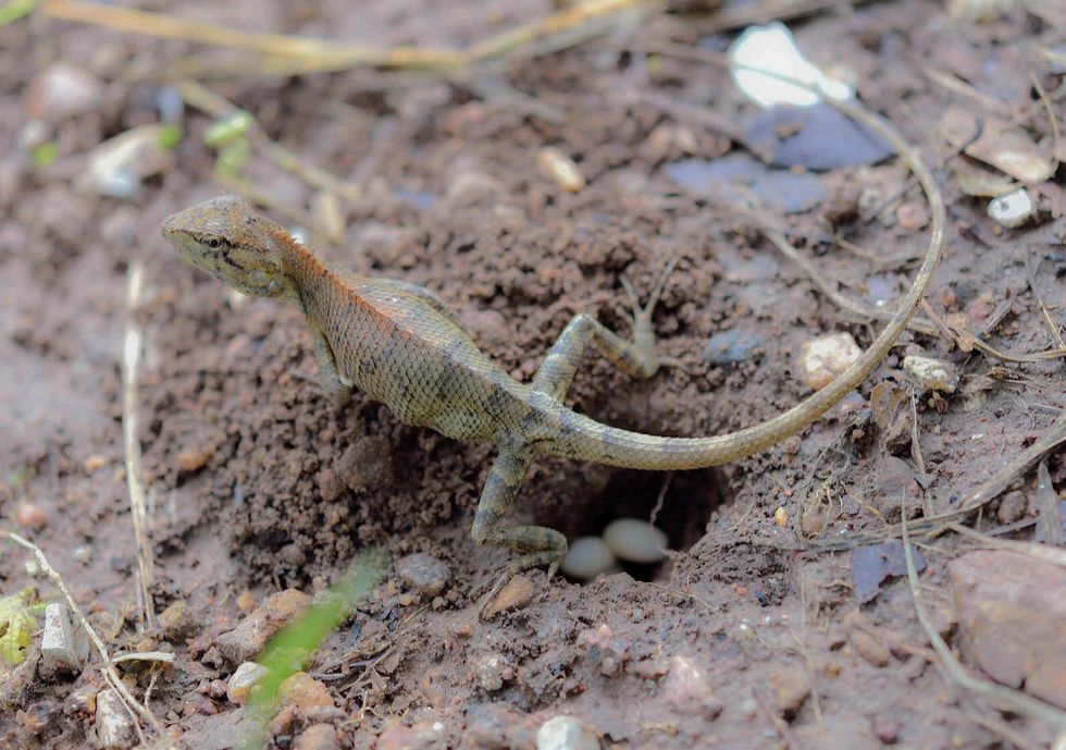 A female garden lizard laying eggs in clutches, in the soil.