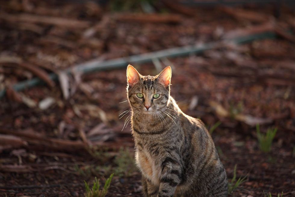A feral cat in outback Australia.