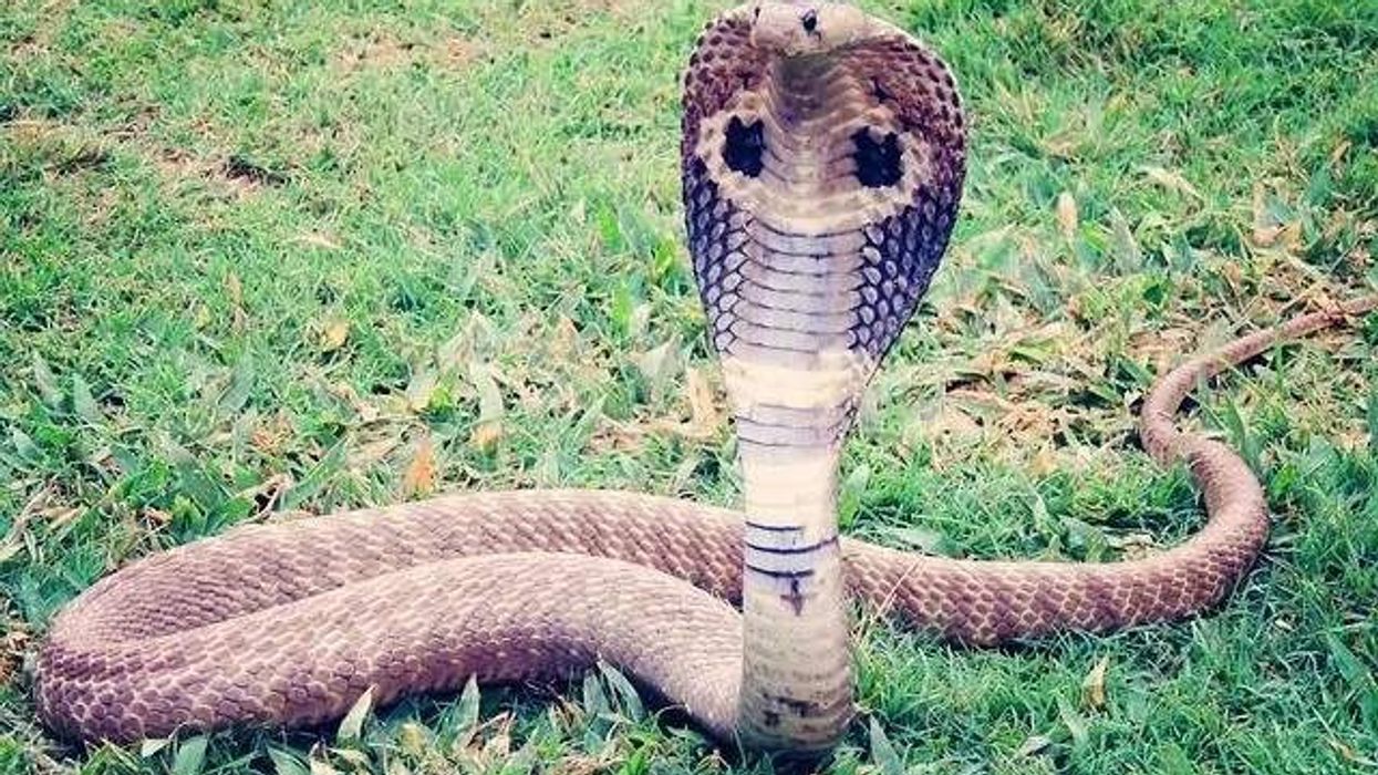 A few Arabian cobra facts that will cheer you up.