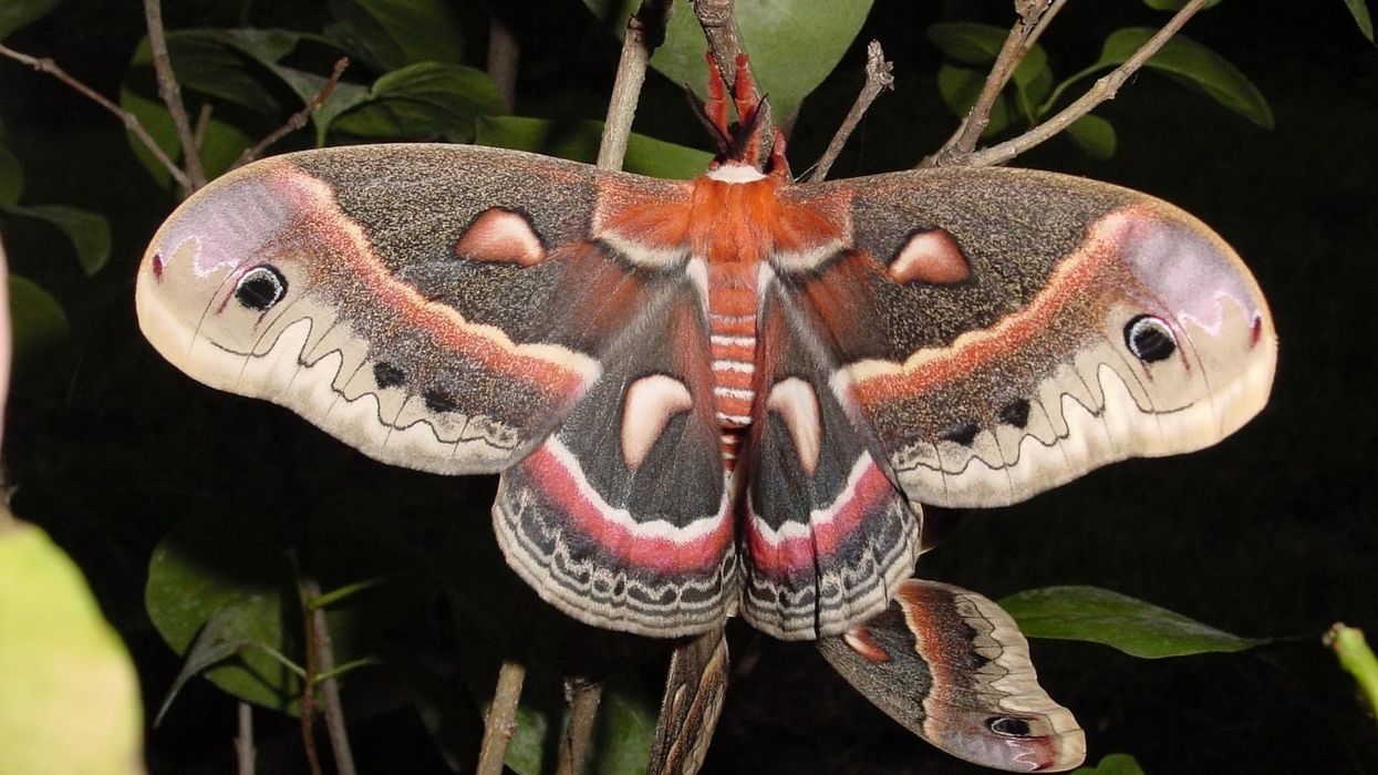 A few cecropia moth facts that will excite you.