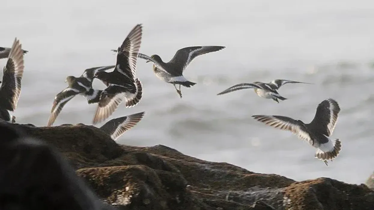 A few fascinating surfbird facts totally worth your time.
