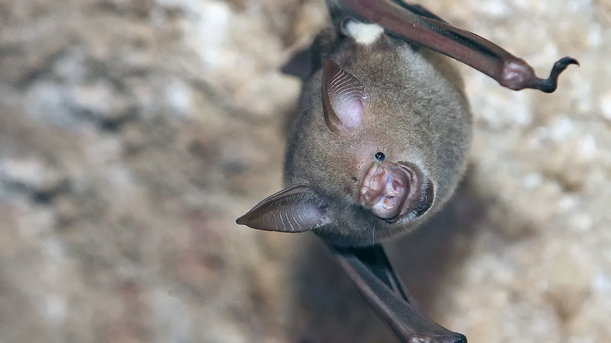 A few great roundleaf bat facts for you and your family to enjoy.