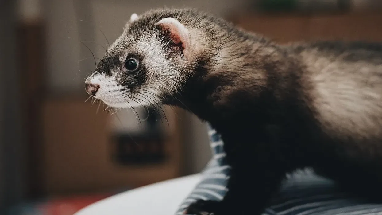 A few interesting ferret facts are sure to make to think differently about these cute animals.