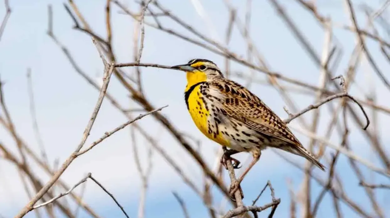 A few of the best Meadowlark Western facts about this cute and pudgy North American bird