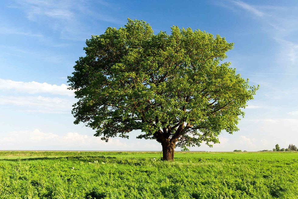 A field on which grows one beautiful tall oak tree.