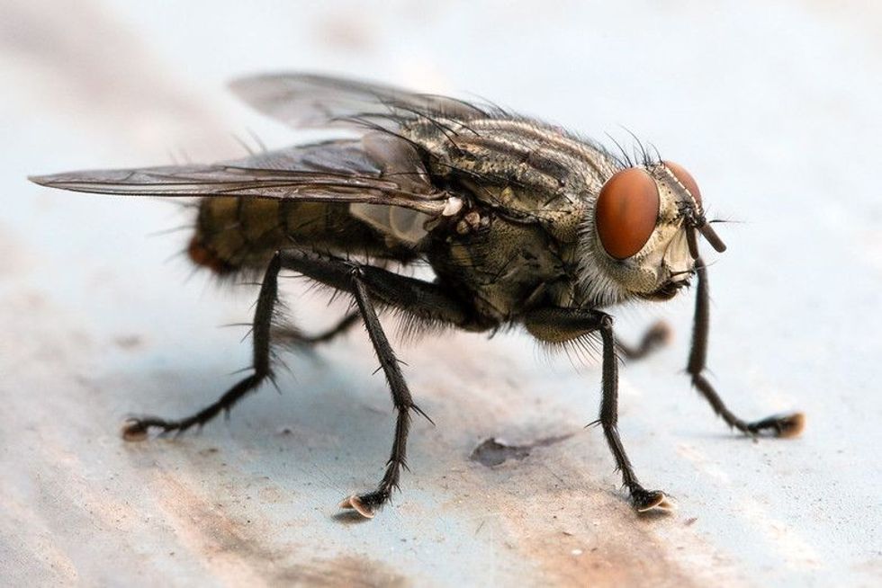 A fly sitting on some surface.