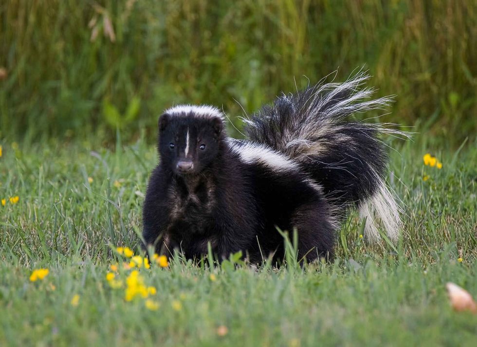 A Foraging Skunk in grass.
