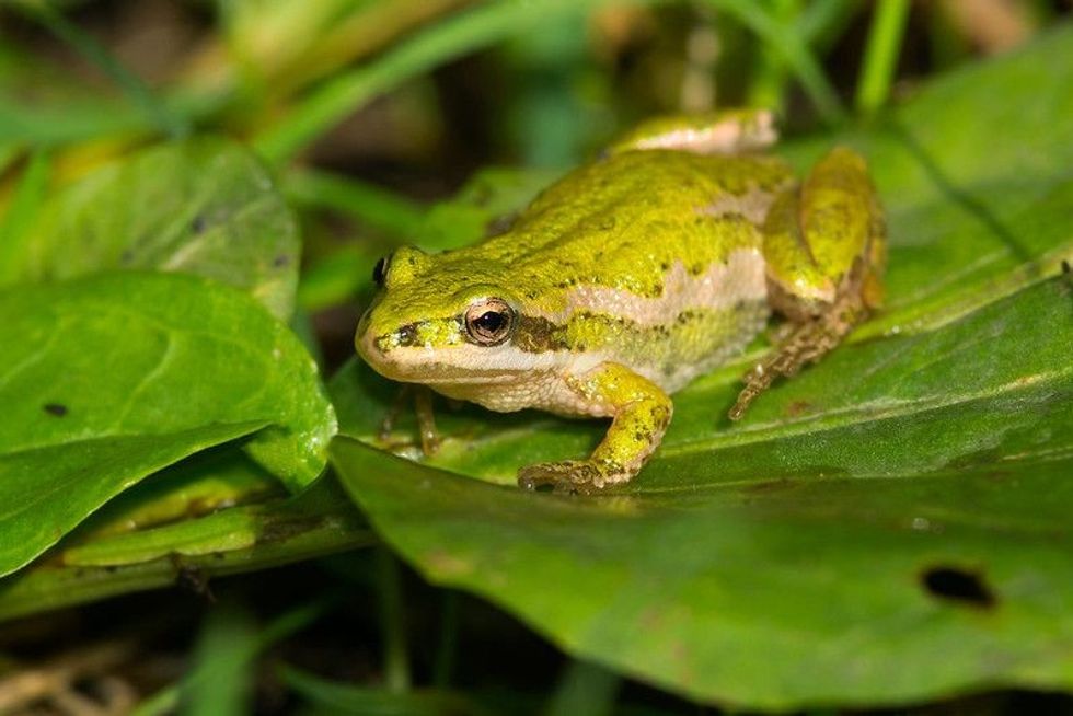 A frog is sitting on a leaf ready to attack on its pray