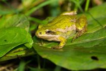 A frog is sitting on a leaf ready to attack on its pray