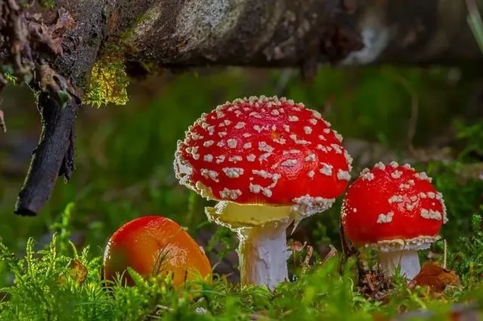 A fungus is primarily an organism that feeds on decaying organic material, making them an inevitable part of our existence. Read on for more fungi facts.