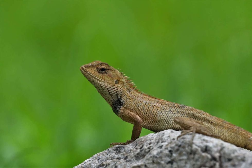 A garden lizard on a rock on a blurry green grass background.