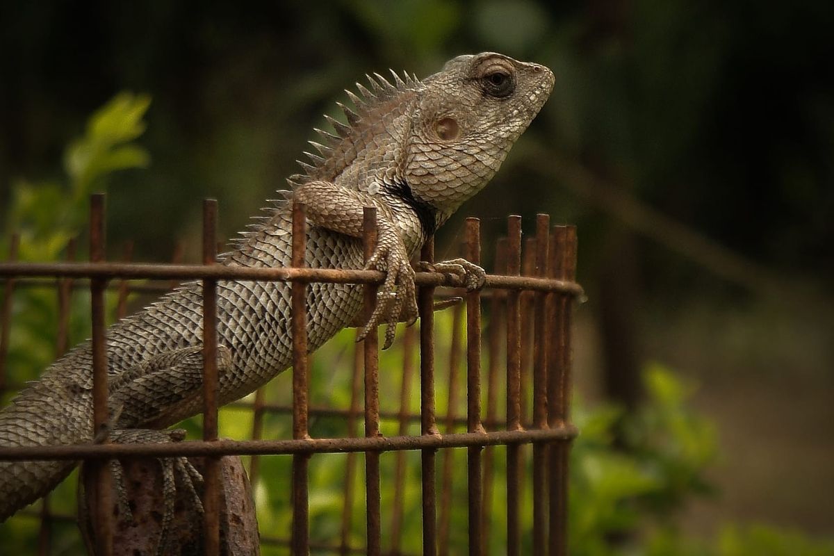 A garden lizard perched on a rusty fence against a blurred green background.