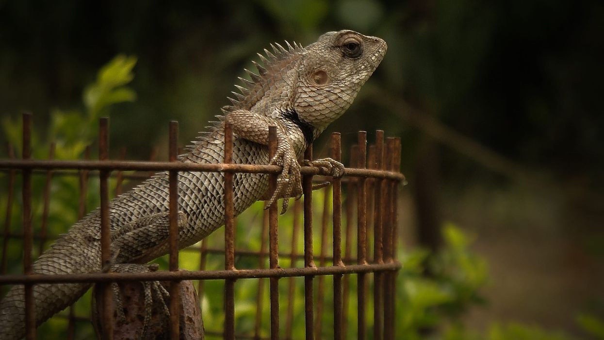  A garden lizard perched on a rusty fence against a blurred green background.