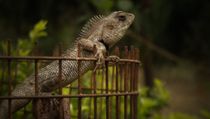 A garden lizard perched on a rusty fence against a blurred green background.