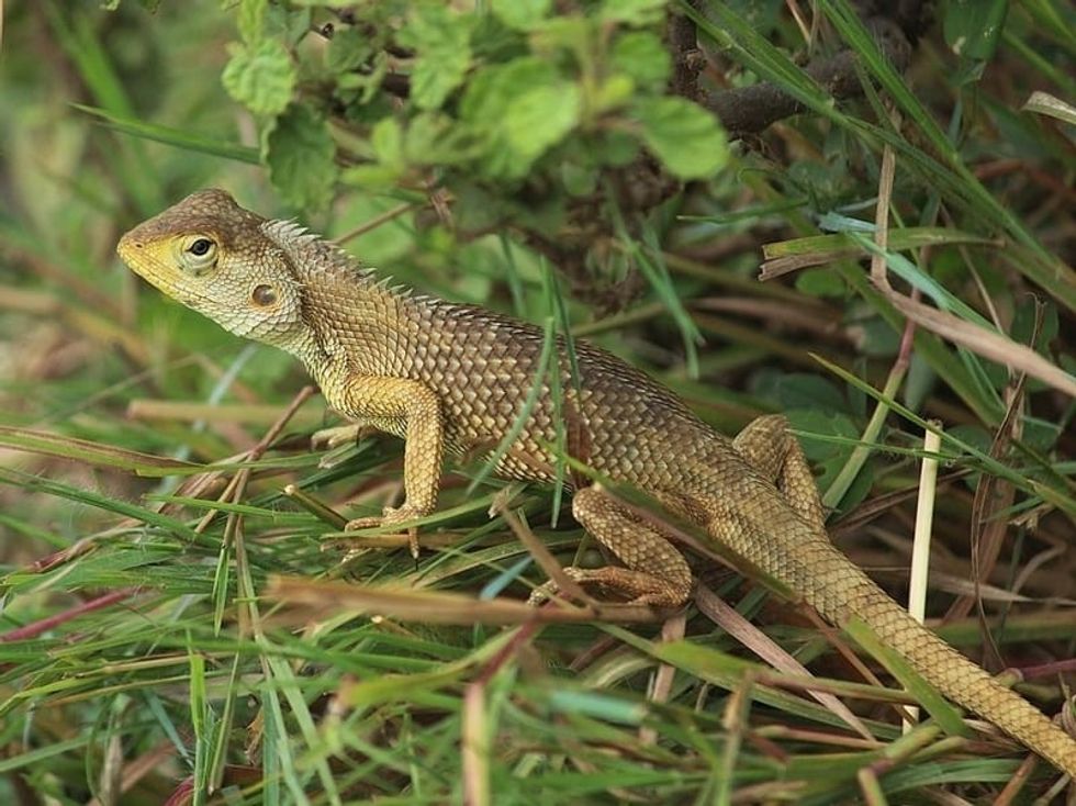 A garden lizard standing among grass and leaves, with a vigilant expression.