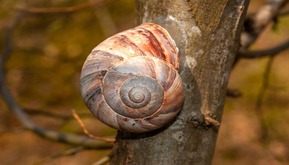 A gastropod lacking a shell.