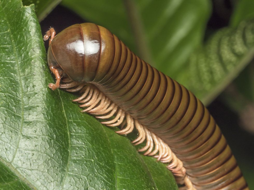 A Giant Millipede climbing up and eating green leaf for a living.