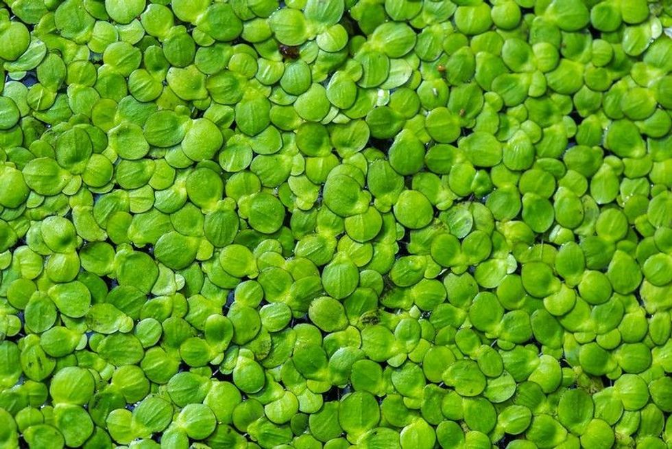 A glance at the duckweeds. Read on for some fun duckweed facts