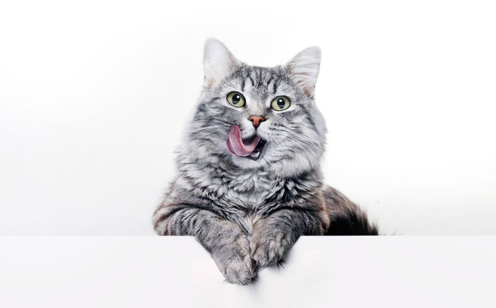 A gray furry cat sitting.