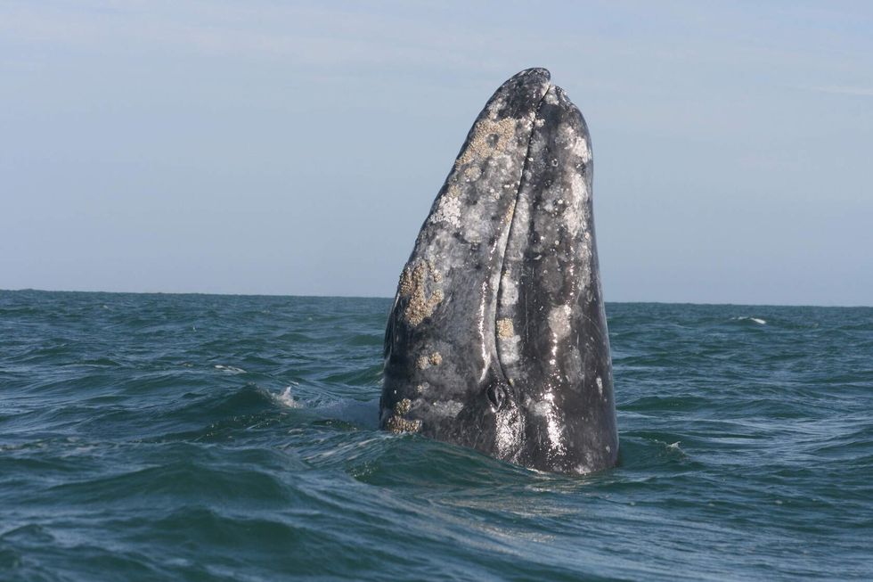 A Gray Whale in water