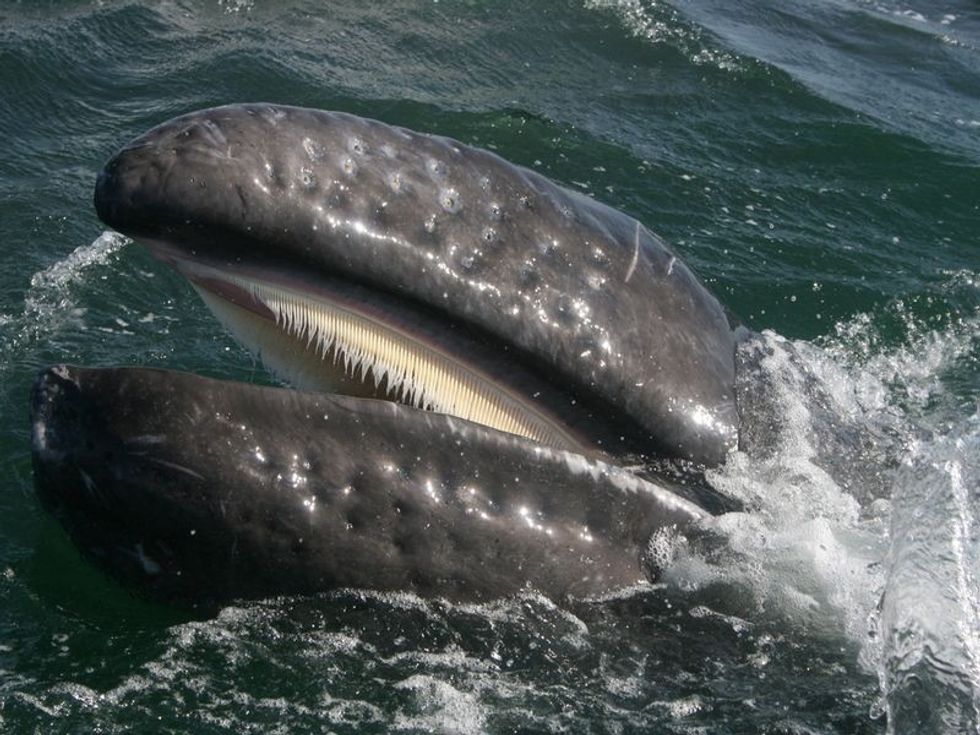 Curious Facts: Do Whales Have Teeth? The Answer Might Surprise You ...