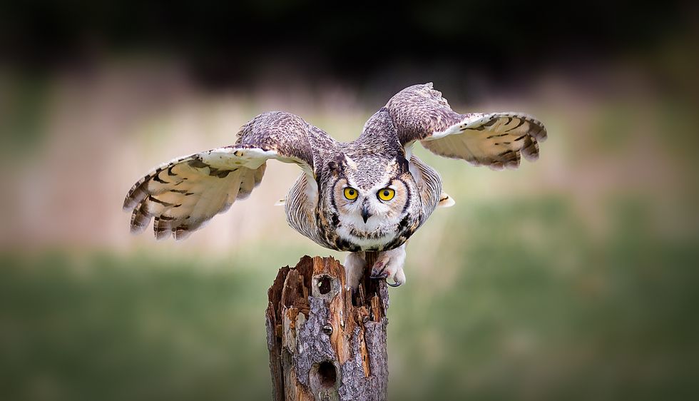 45 Owl Puns That Are A Hoot | Kidadl