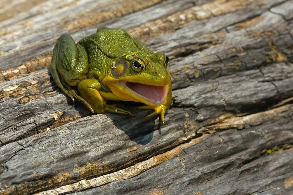 A Green Frog with its mouth open.