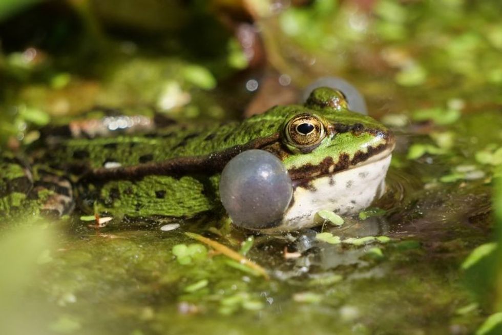 a green water frog croaking