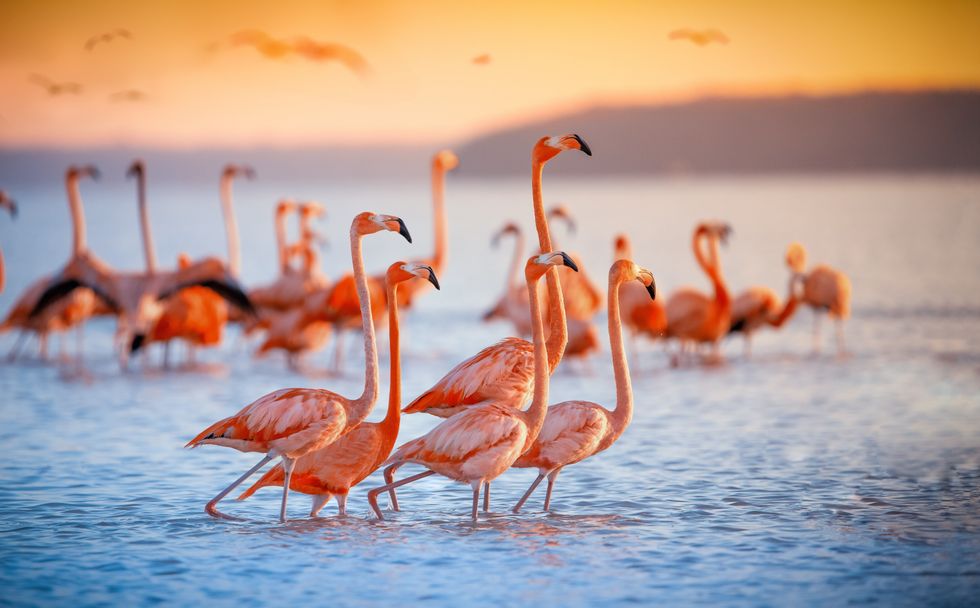 A Group Of Flamingos in lake.