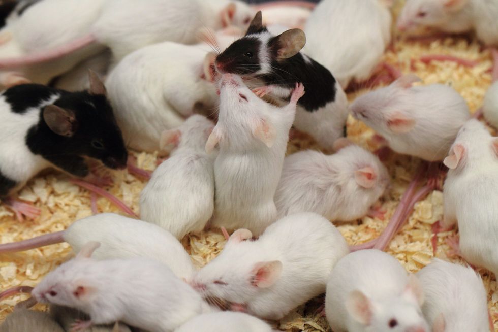 A group of white mice having food