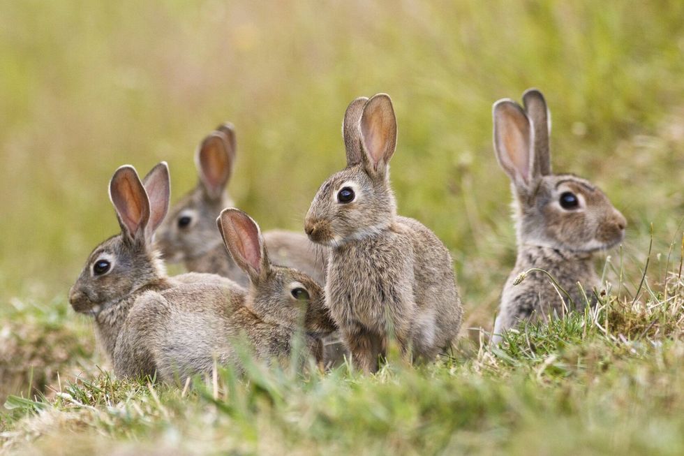 A group of wild rabbits sitting outside.