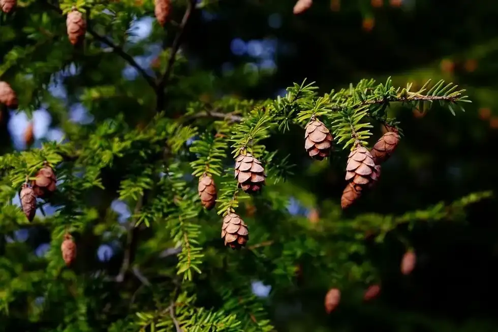 A hemlock tree plant showing its foliage and fruit.