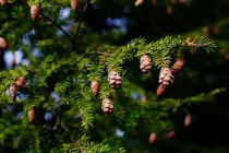 A hemlock tree plant showing its foliage and fruit.