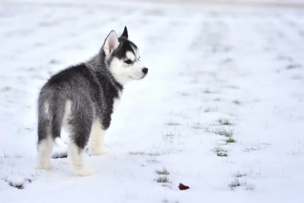 A husky puppy walking on the snow
