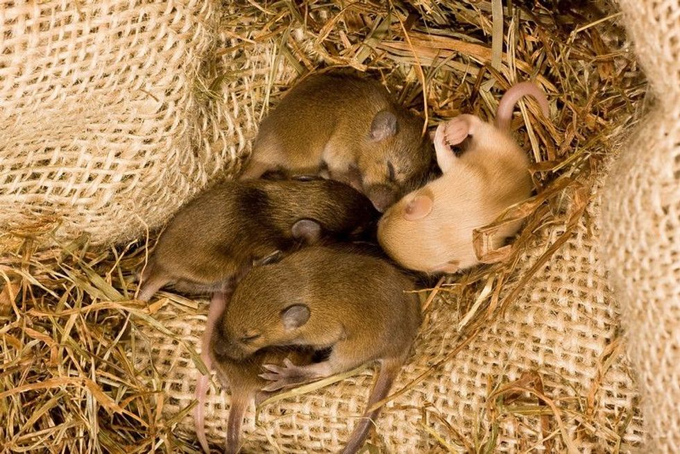 A image of a nest consisting of a net and raffia's with 4 mice sleeping in it